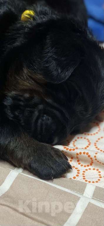 Собаки в Екатеринбурге: Щенки тибетского мастифа ждут любящих родителей  Девочка, Бесплатно - фото 1