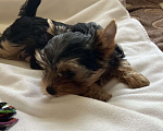 Собаки в Москве: Крошки горошки йоркширского терьера ищут маму! Разнополые, Бесплатно - фото 1