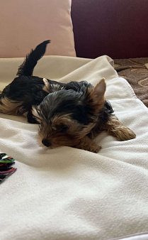 Крошки горошки йоркширского терьера ищут маму!