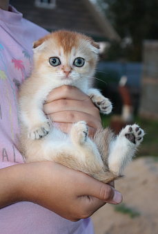 Шотландская вислоухая кошечка