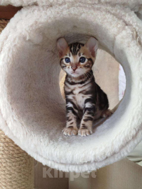 Кошки в Ростове-на-Дону: Бенгальские котята Девочка, 17 000 руб. - фото 1