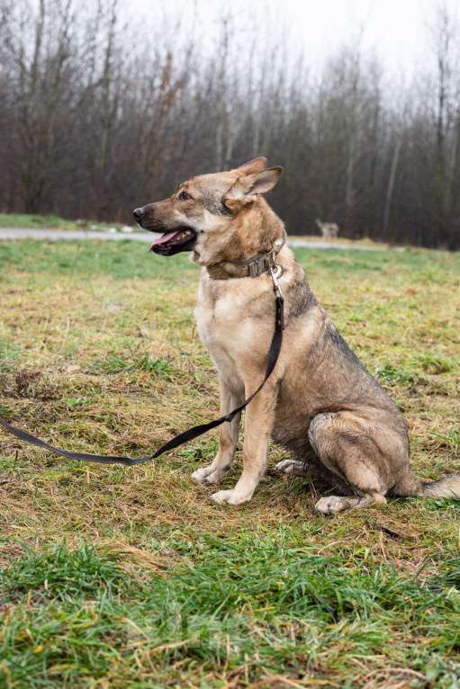 Собаки в Москве: Нежная скромная Дарина Девочка, Бесплатно - фото 2