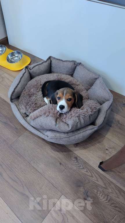 Собаки в других городах Ленинградской области: Бигль, мальчик 3 месяца Мальчик, 15 000 руб. - фото 1