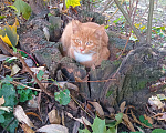 Кошки в Москве: Котенок Искорка ищет дом Девочка, Бесплатно - фото 8