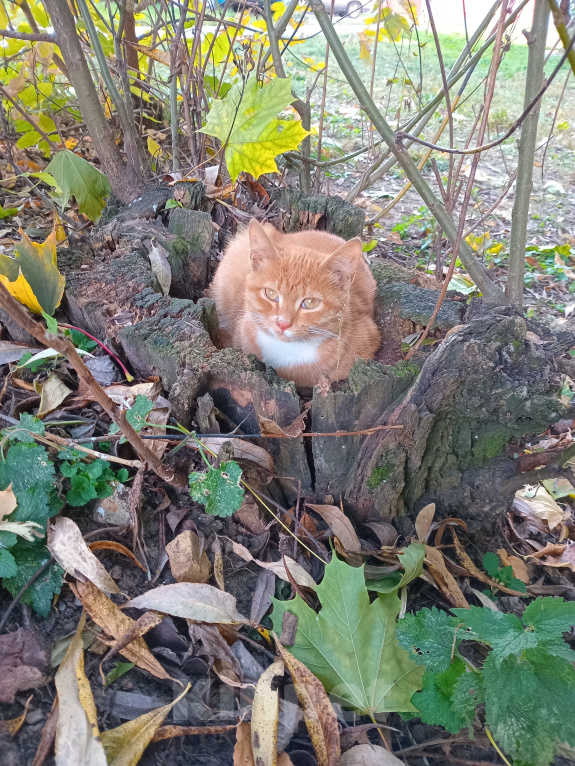 Кошки в Москве: Котенок Искорка ищет дом Девочка, Бесплатно - фото 8
