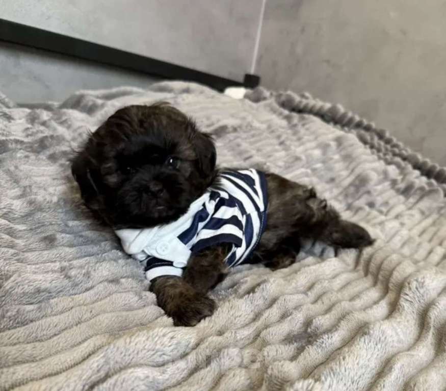 Собаки в Гулькевичах: Мальчишка Мальтипу Мальчик, 60 000 руб. - фото 4