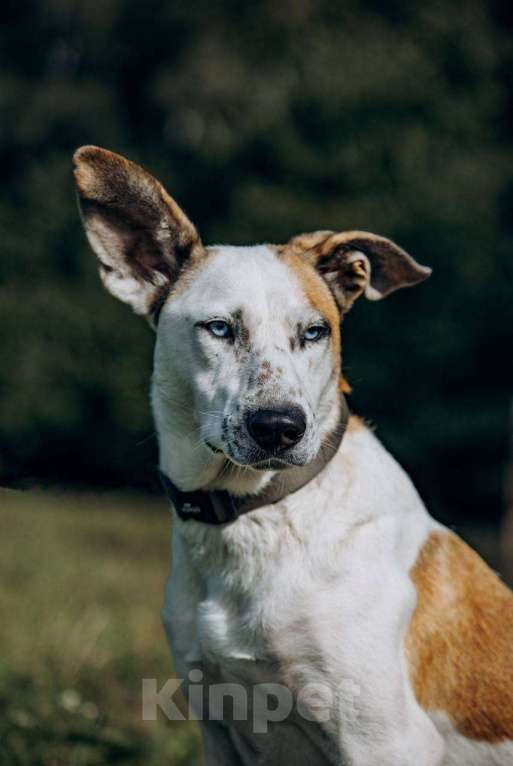 Собаки в Москве: Блондин с голубыми глазами Мальчик, Бесплатно - фото 1