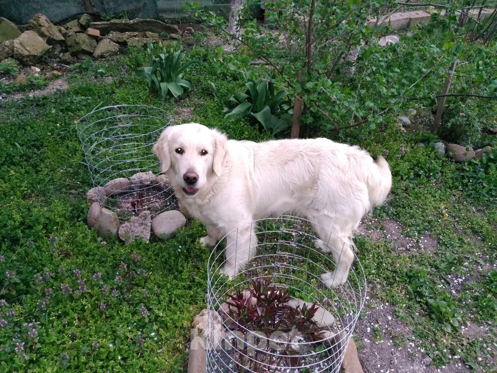 Собаки в Люберцах: Щенок Золотистого ретривера, мальчик Мальчик, 75 000 руб. - фото 4