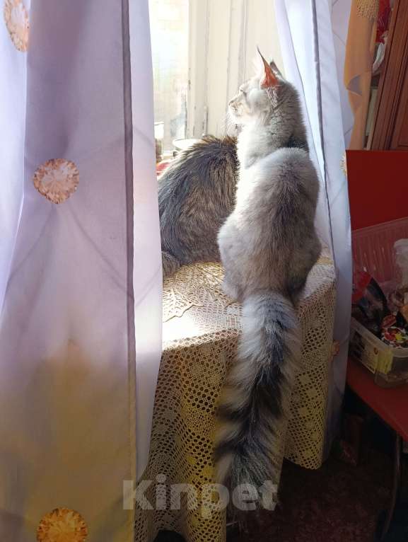 Кошки в Москве: Котенок Мейн кун. Мальчик, 60 000 руб. - фото 4