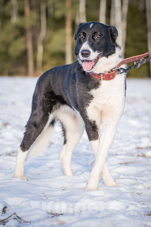 Собаки в Клине: Джоли — звёздная собачка Девочка, Бесплатно - фото 7