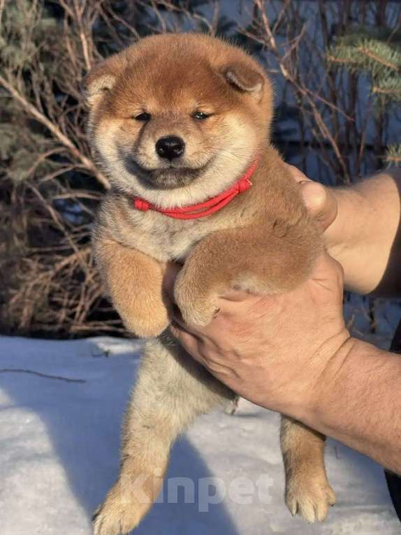 Собаки в Санкт-Петербурге: Сиба-ину девочка Девочка, 50 000 руб. - фото 3