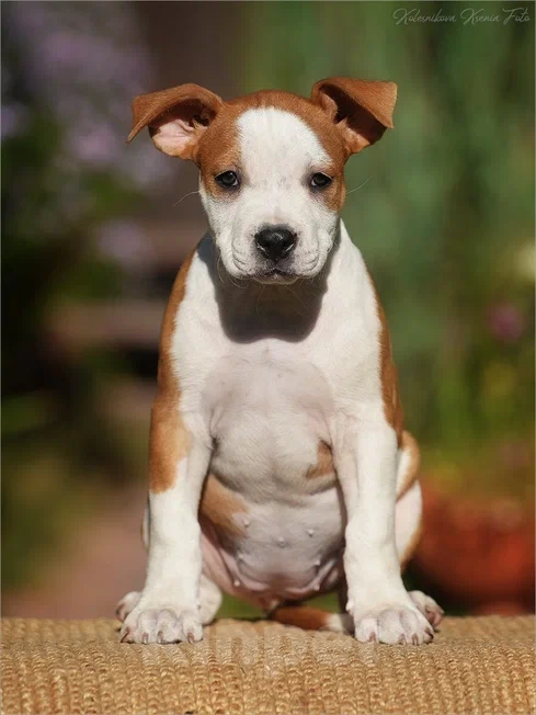 Собаки в Самаре: Породные щенки АСТ из питомника Девочка, 40 000 руб. - фото 2