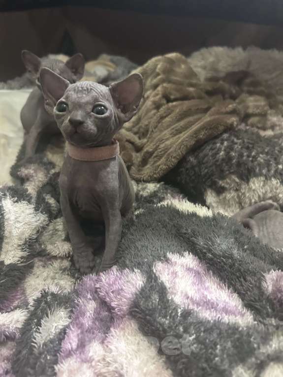 Кошки в Москве: Розовая Девочка, 20 000 руб. - фото 2