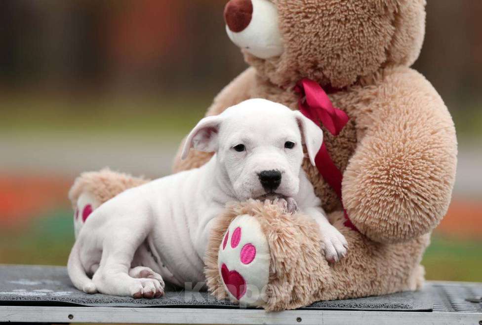 Собаки в Котельнике: Родились 12.09.2025г. Мальчики и дево Девочка, 50 000 руб. - фото 4
