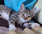 Кошки в Брянске: Котенок в добрые руки  Девочка, Бесплатно - фото 1