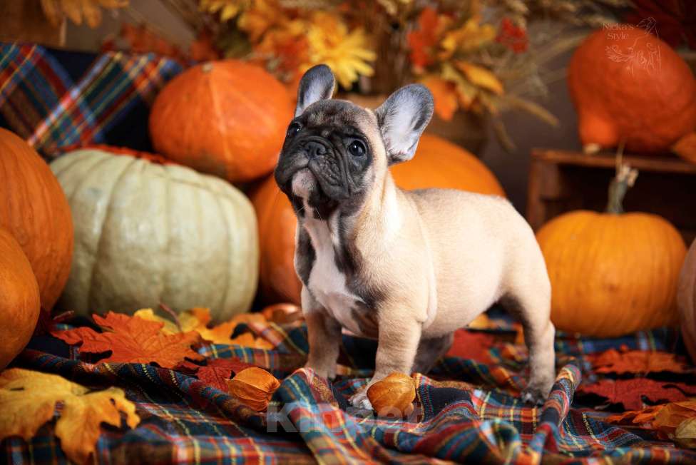 Собаки в Ростове-на-Дону: Готова к переезду.  Девочка, 50 000 руб. - фото 5