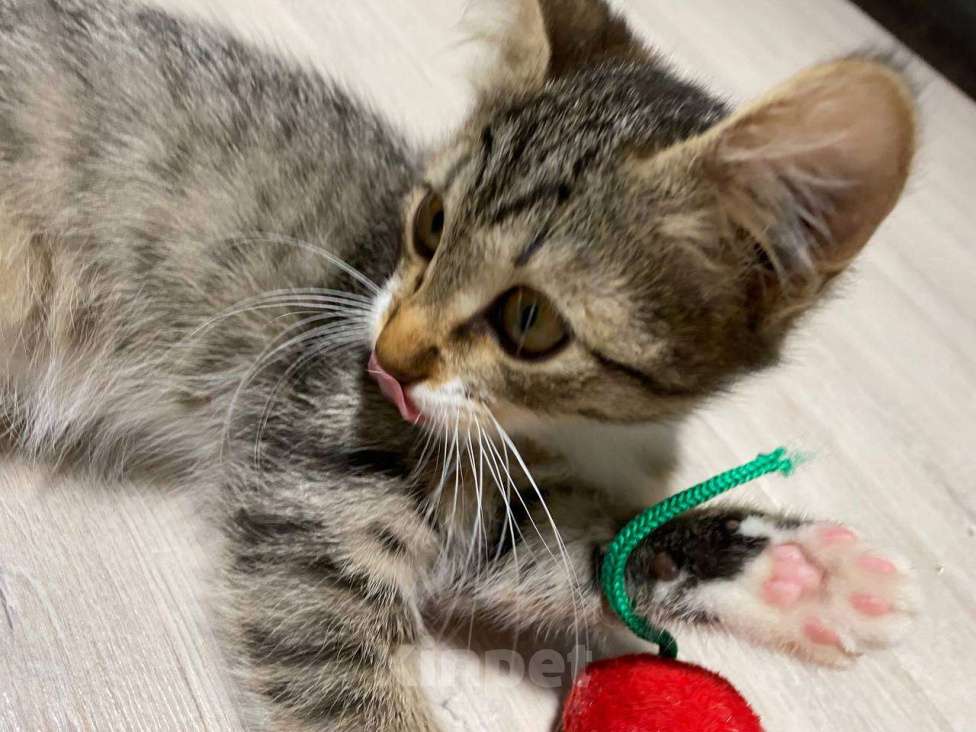 Кошки в Салавате: Котята в заботливые руки, приучены к лотку Девочка, Бесплатно - фото 3