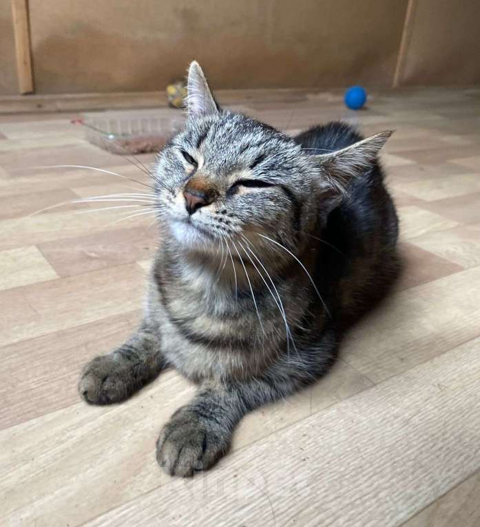 Кошки в Москве: Добрейшей души котейка Душенька Девочка, Бесплатно - фото 2