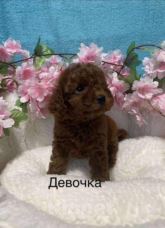 Собаки в Москве: Той-пудель щеночки Разнополые, 50 000 руб. - фото 5