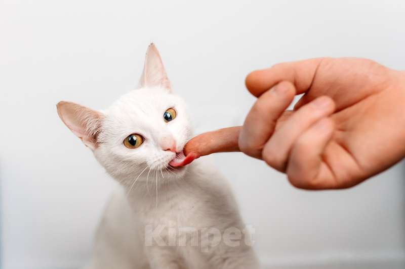 Кошки в Москве: Белый котенок Луна в добрые руки Девочка, 1 руб. - фото 5