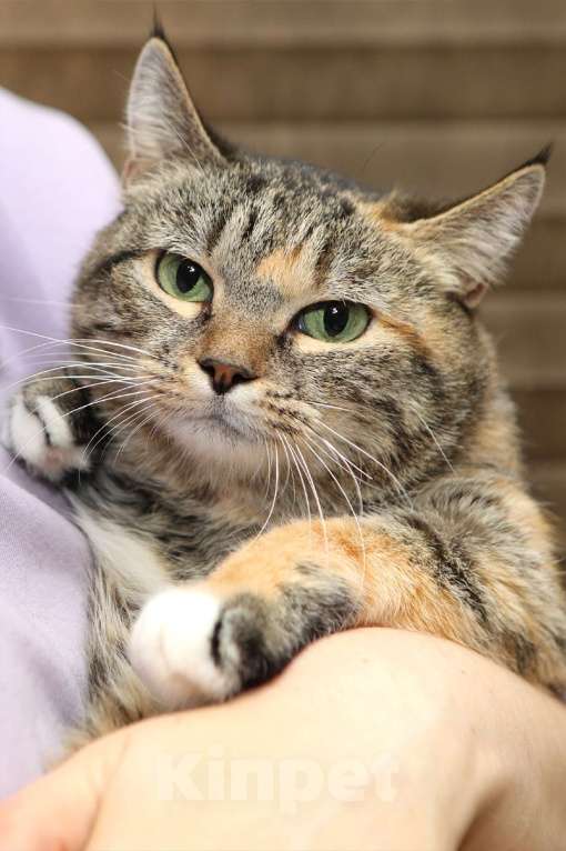 Кошки в Санкт-Петербурге: Кошка Девочка, Бесплатно - фото 1