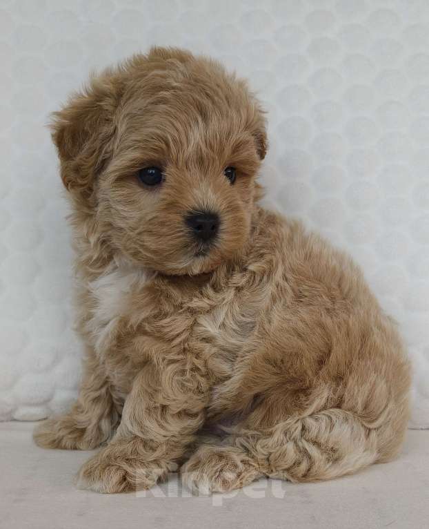 Собаки в Санкт-Петербурге: Щенки мальтипу f1 мини Мальчик, Бесплатно - фото 8