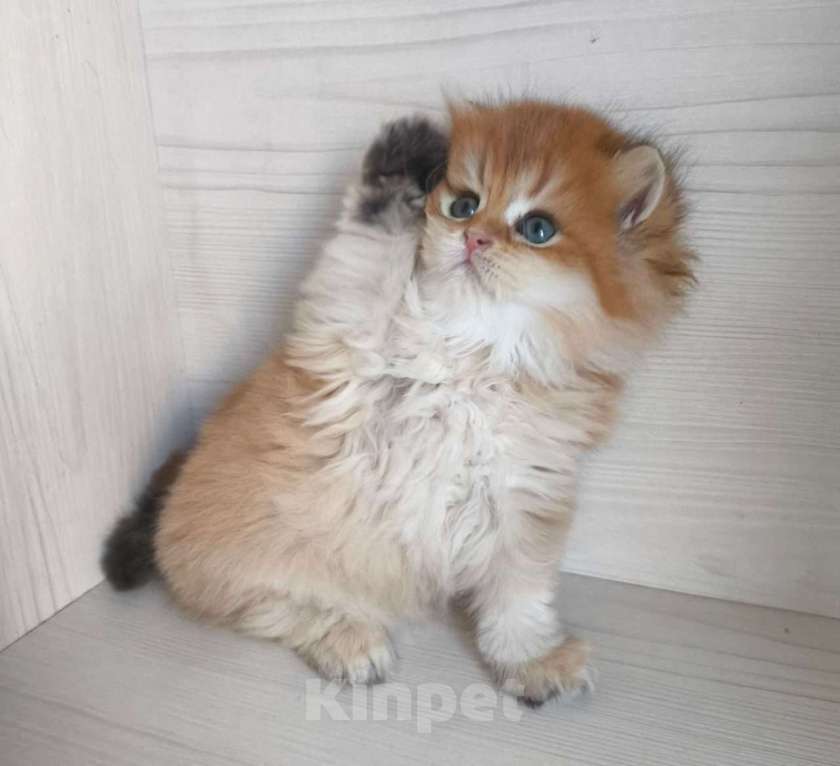 Кошки в Москве: Шикарная золотая шиншилла Мальчик, 60 000 руб. - фото 4