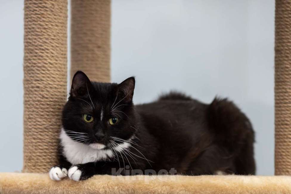 Кошки в Москве: кошка Глория в добрые руки Девочка, Бесплатно - фото 3