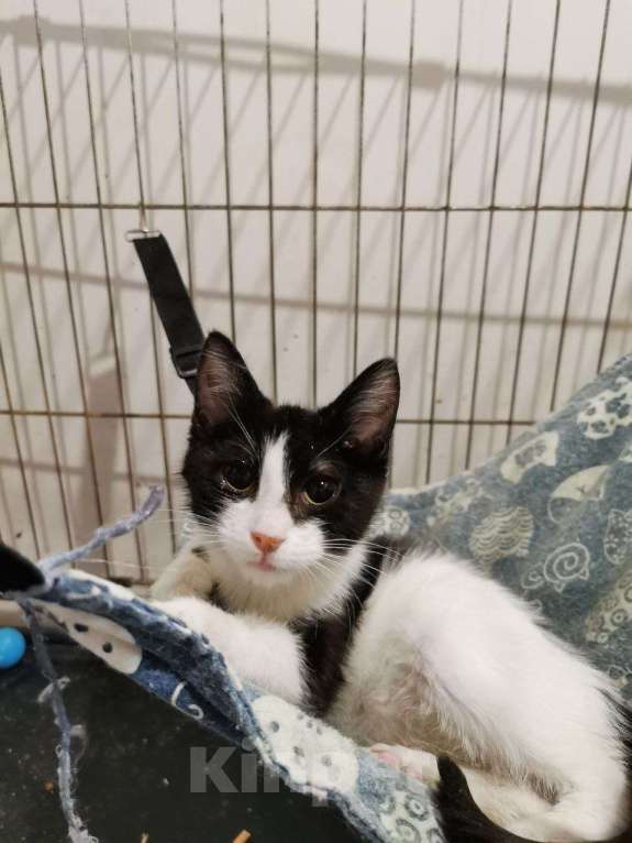 Кошки в Москве: котенок Малышка ищет дом Девочка, Бесплатно - фото 3