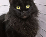 Кошки в Люберцах: Ищет дом очаровательная кошечка Чернышка Девочка, Бесплатно - фото 2
