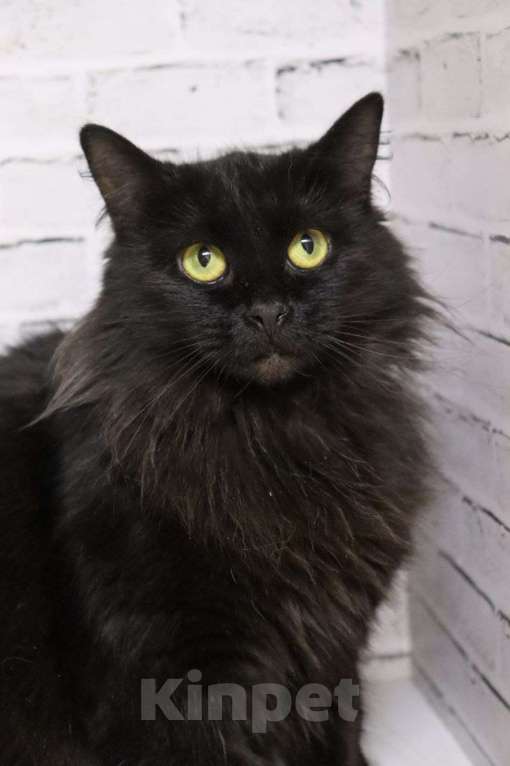 Кошки в Люберцах: Ищет дом очаровательная кошечка Чернышка Девочка, Бесплатно - фото 2