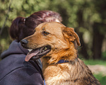 Собаки в Клине: Карина Девочка, Бесплатно - фото 2