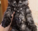 Кошки в Электростали: Котята мейн кун 2.5 мес Мальчик, 45 000 руб. - фото 4