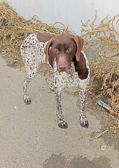 Найдена собака породы курцхаар