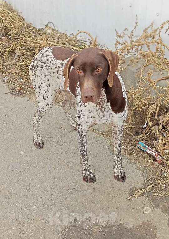 Собаки в других городах Краснодарского края: Найдена собака породы курцхаар Девочка, Бесплатно - фото 1