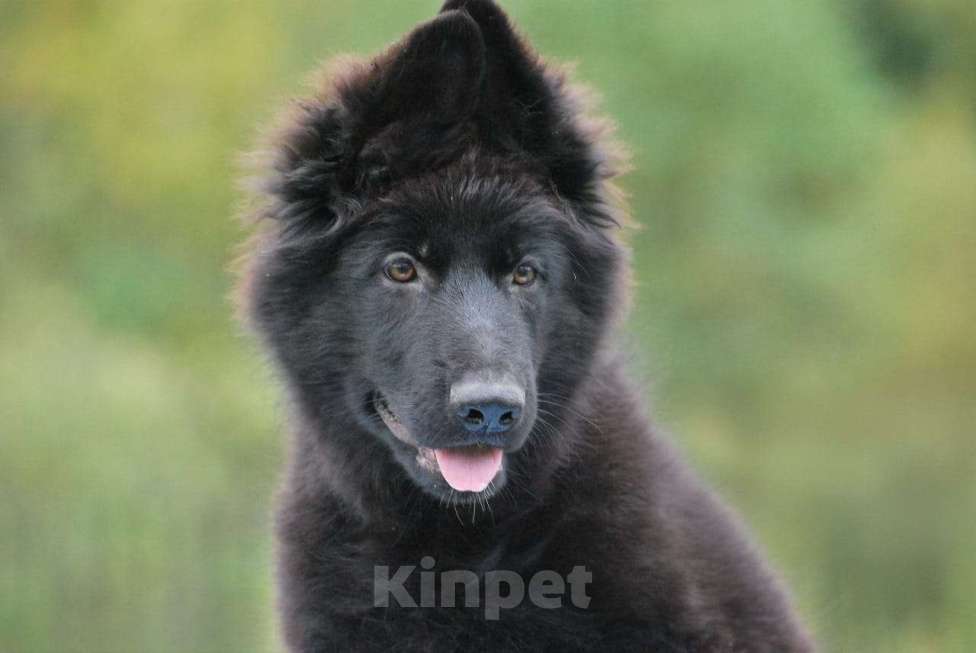 Собаки в Сергиеве Посаде: Немецкая Овчарка; Девочка, 80 000 руб. - фото 4