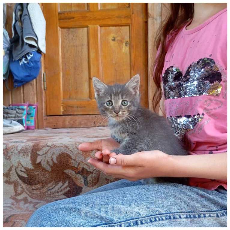 Кошки в Москве: Котенок Малыш ищет дом Мальчик, Бесплатно - фото 2