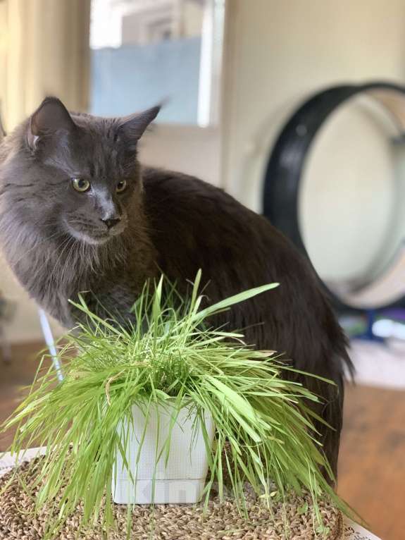 Кошки в Одинцово: ПОТЕРЯЛСЯ КОТ Мальчик, 50 000 руб. - фото 2