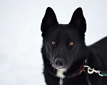 Собаки в Москве: Собака из приюта ждет семью Мальчик, Бесплатно - фото 1