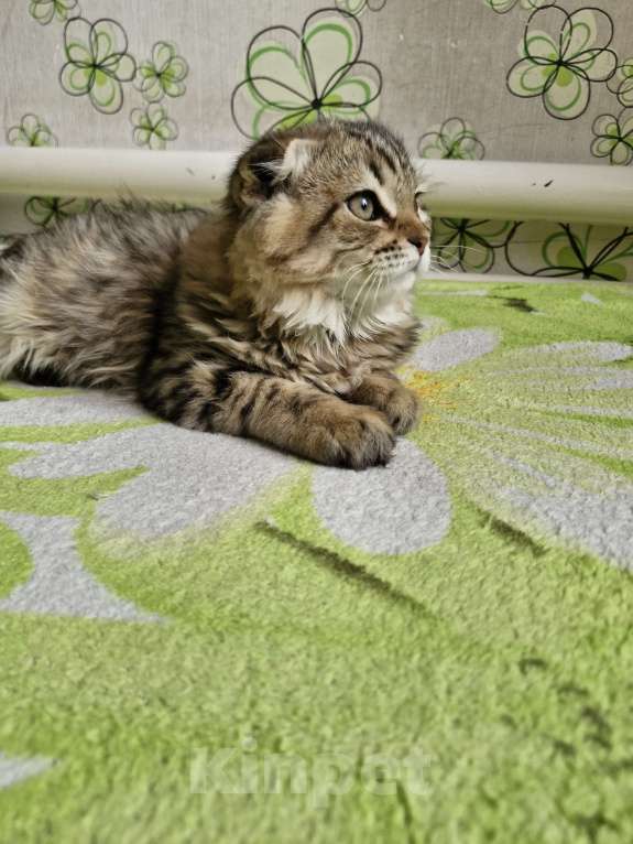 Кошки в Ростове-на-Дону: Шотландские вислоухие котята Девочка, 6 000 руб. - фото 8