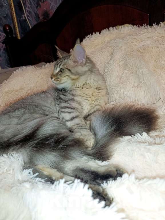 Кошки в Москве: Котенок Мейн кун. Мальчик, 60 000 руб. - фото 8