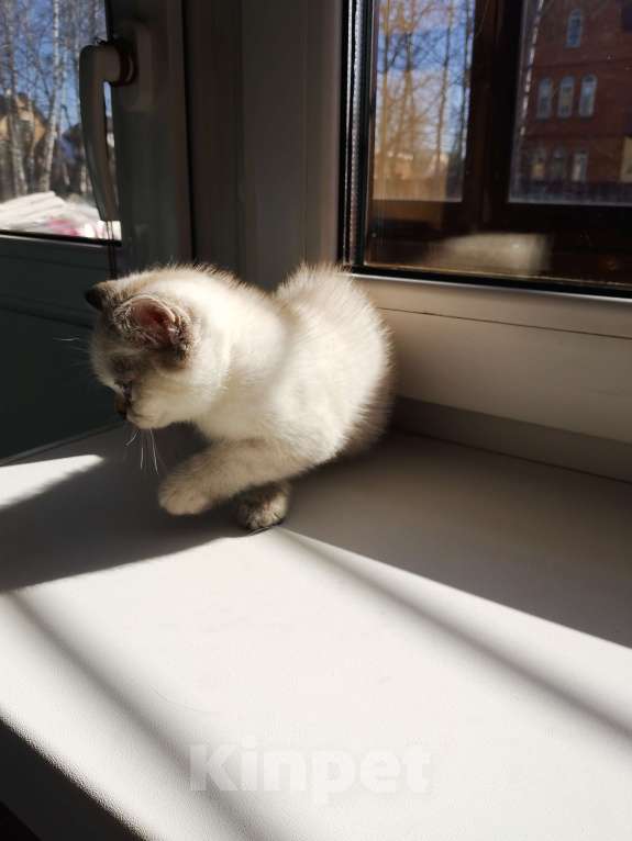 Кошки в Москве: Шотландцы Девочка, 10 000 руб. - фото 4