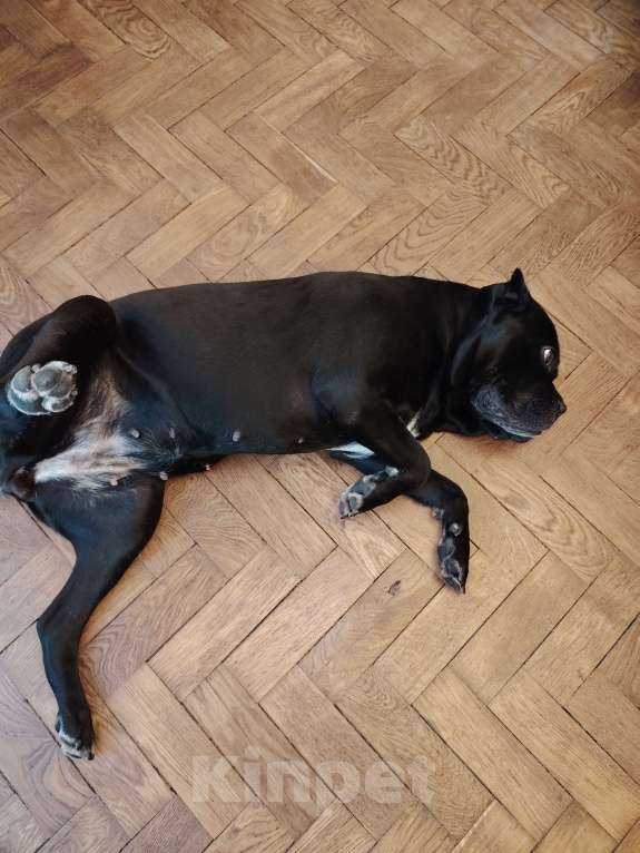 Собаки в Санкт-Петербурге: Срочно отдам собаку Девочка, Бесплатно - фото 4