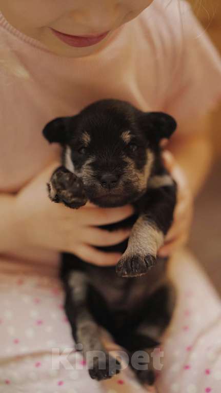 Собаки в Ярославле: Цвергшнауцер черный с серебром Девочка, 50 000 руб. - фото 2