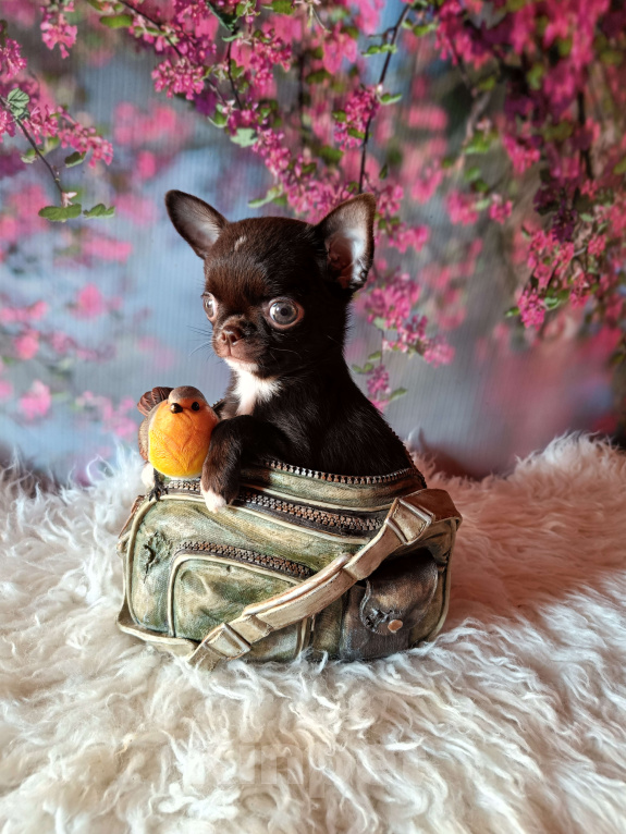 Собаки в Москве: Шоколадная конфетка Девочка, 95 000 руб. - фото 1