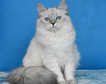 Кошки в Москве: Синеглазая красавица Девочка, Бесплатно - фото 7