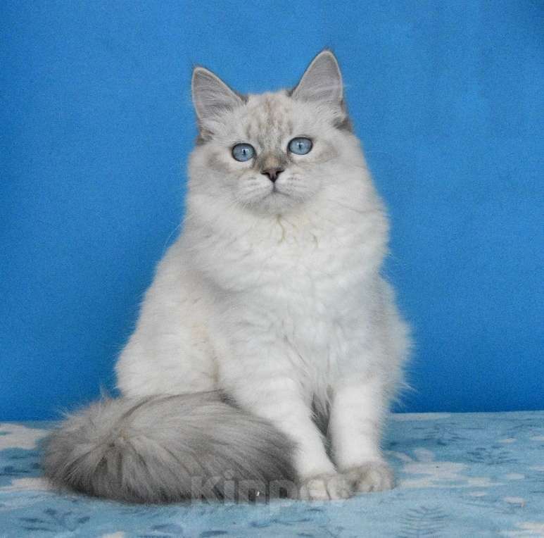 Кошки в Москве: Синеглазая красавица Девочка, Бесплатно - фото 7