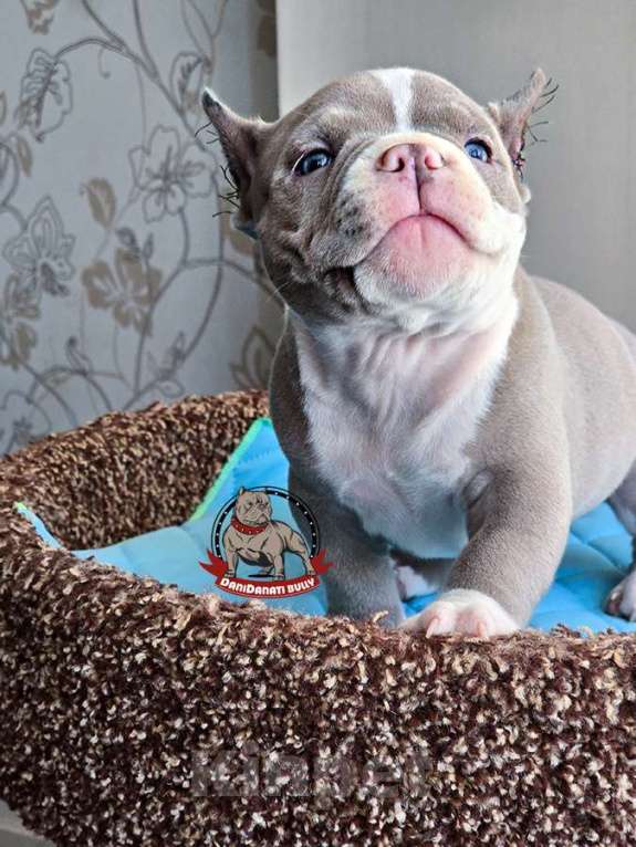 Собаки в Москве: Американский булли Микро Экзот Мальчик, 350 000 руб. - фото 2