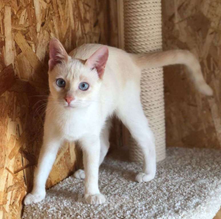 Кошки в Москве: Голубоглазая малютка Чекунда мечтает стать домашней Девочка, Бесплатно - фото 2