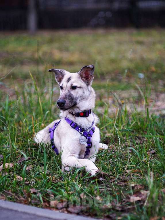 Собаки в Ногинске: Щенок Келли в добрые руки Девочка, Бесплатно - фото 6